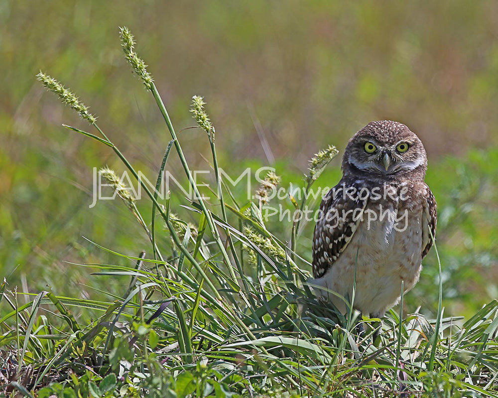 Burrowing Owl – Outstanding in His Field Photographic Art Jeanne Schwerkoske