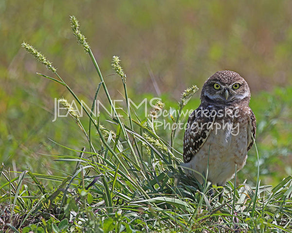 Burrowing Owl – Outstanding in His Field Photographic Art Jeanne Schwerkoske