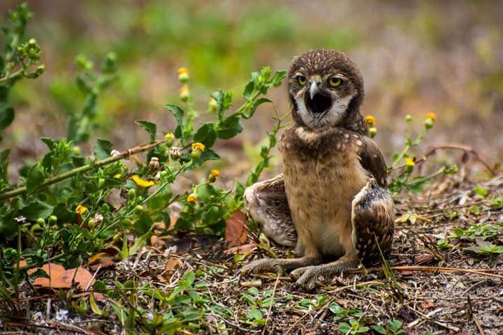 "Baby Burrowing Owl" by Quinn Sedam