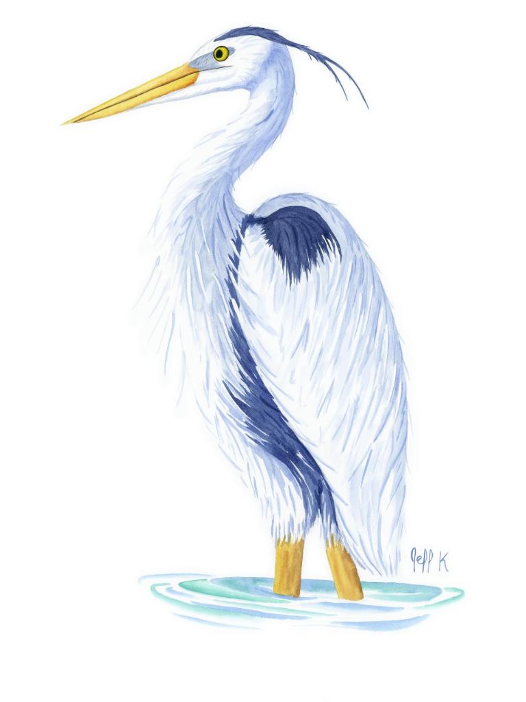 Great Blue Heron by Jeff Kriberscheck