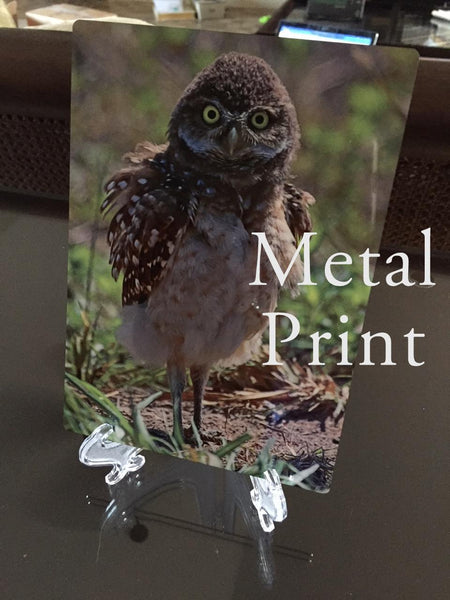 Metal Print Example Photographic Art Jeanne Schwerkoske