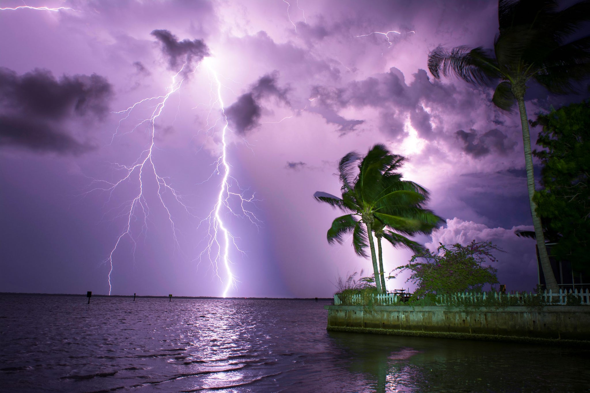 The Palms by Quinn Sedam