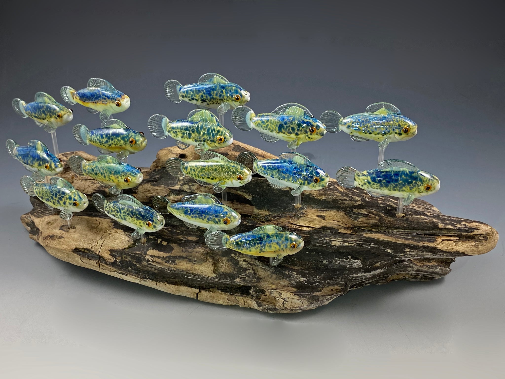 Winner: Elaine Mandeville! Raffle Art by Shannon Vickers "School of Fish" Lampwork Glass on Driftwood